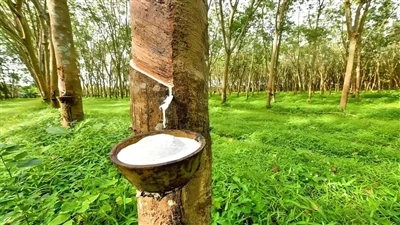 Caucho natural y caucho sintético, ¿por qué se debe usar el caucho natural pa...
