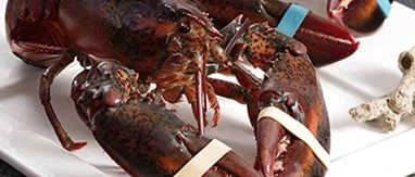 small rubber bands to tie up lobsters small rubber bands to tie up lobsters