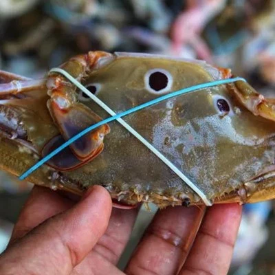 Crab Rubber Bands